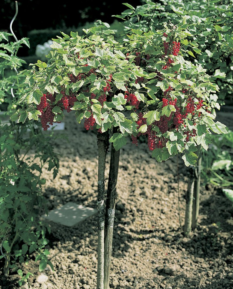 Ribes 'Rolan', STAM