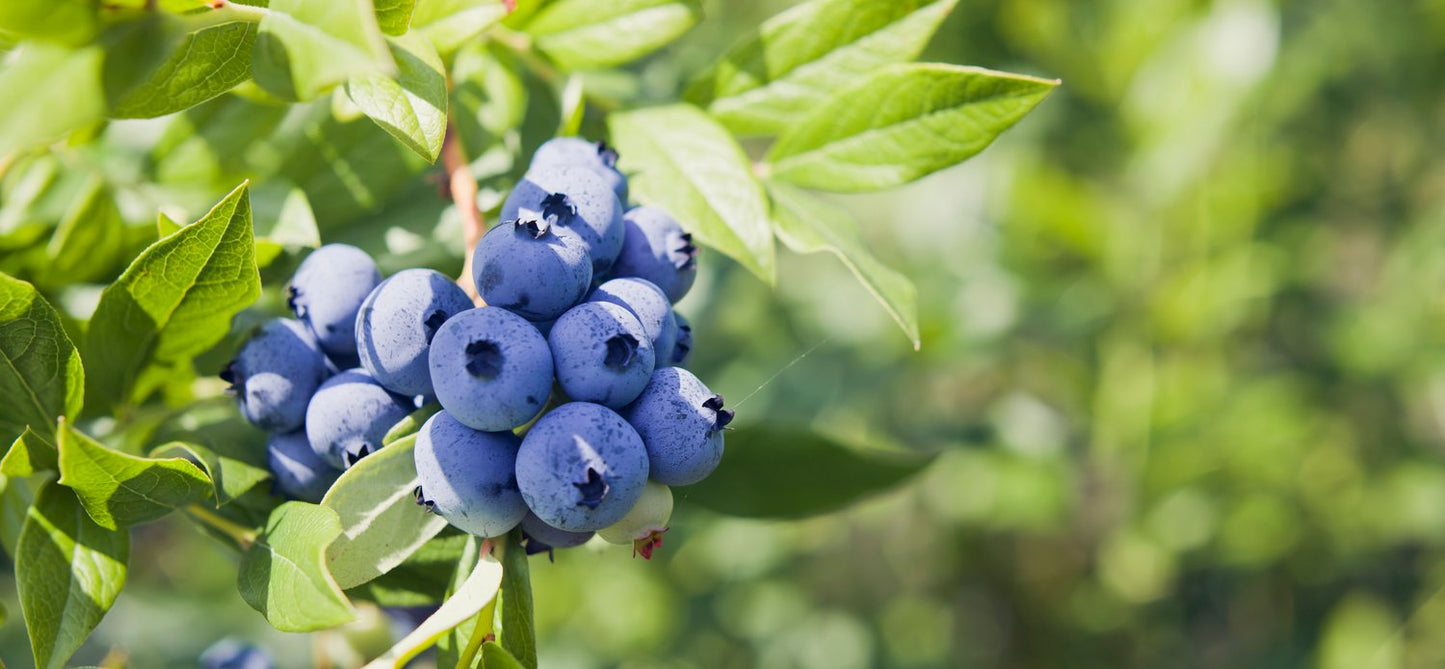Vaccinium 'Northland'