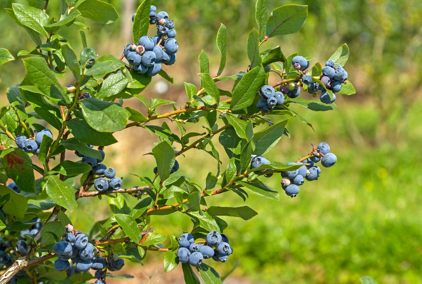 Vaccinium 'Northland'