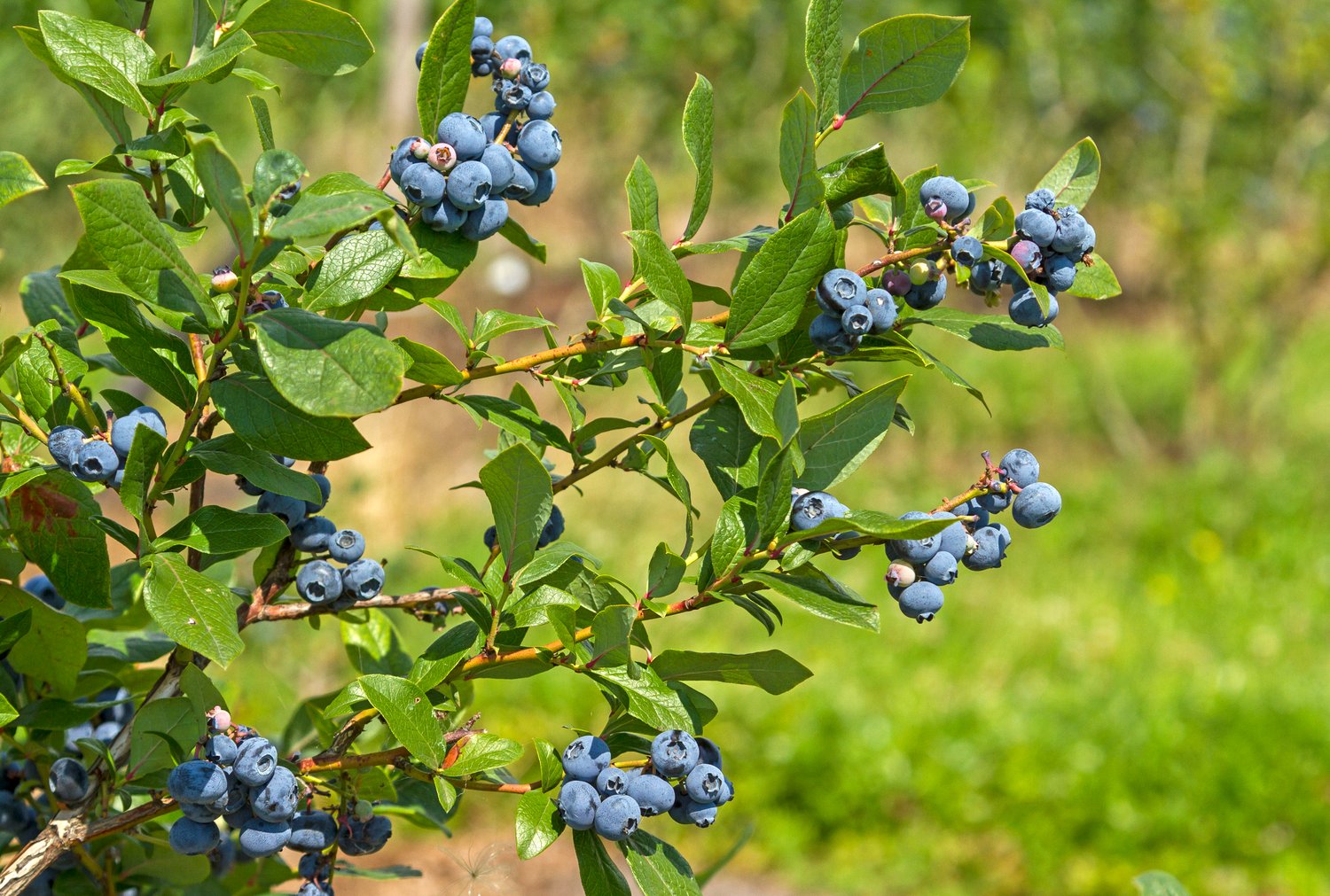Vaccinium 'Northland'
