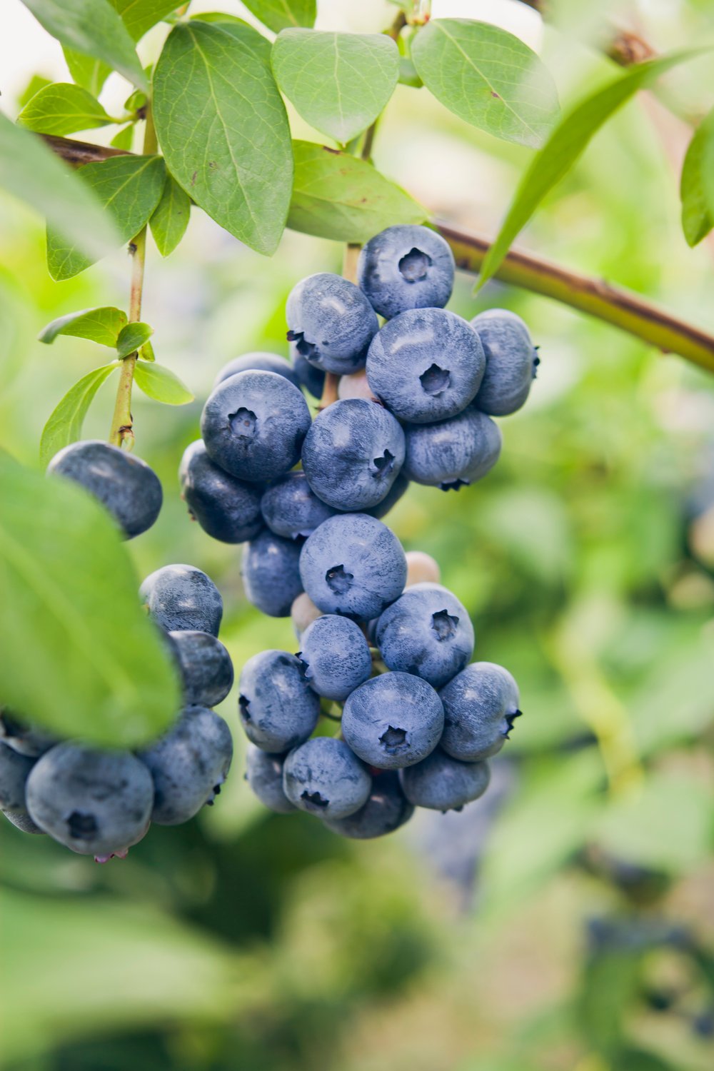 Vaccinium 'Northland'