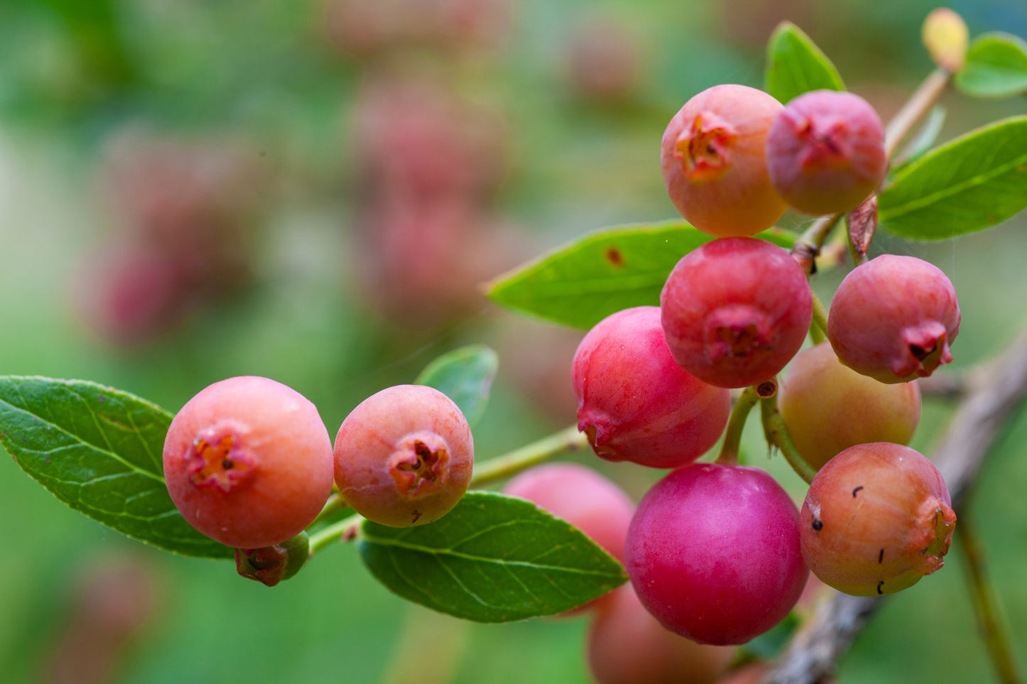 Vaccinium 'Pink Lemonade'