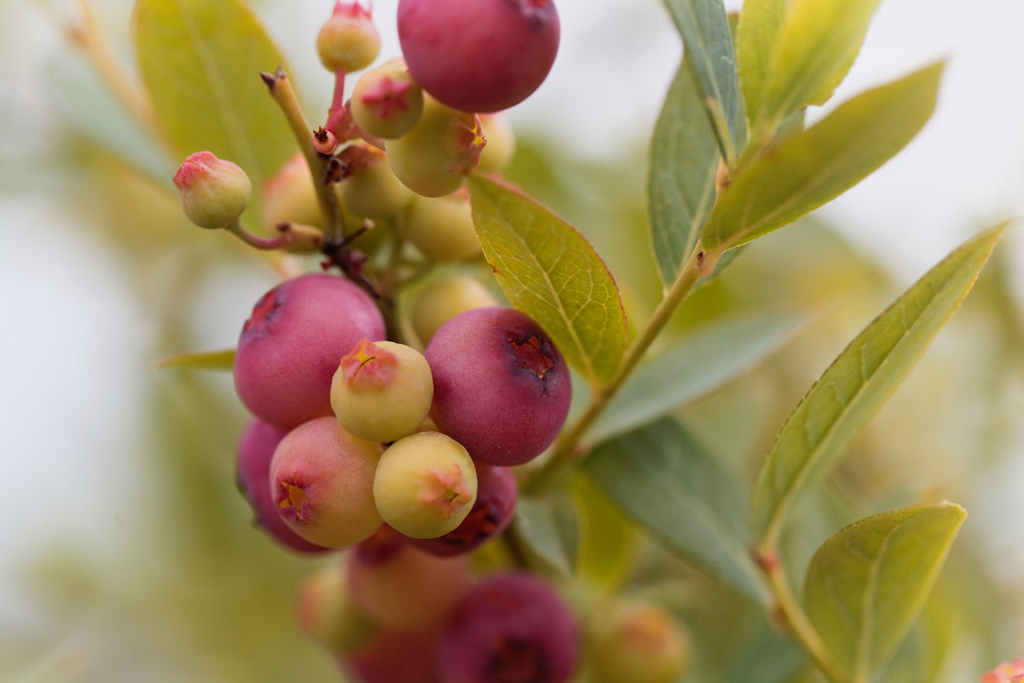 Vaccinium 'Pink Lemonade'
