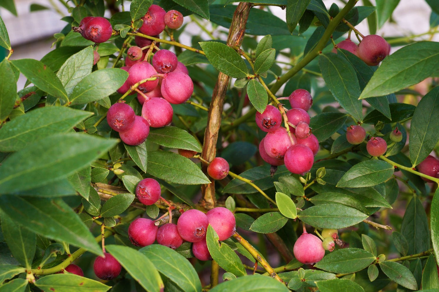 Vaccinium 'Pink Lemonade'