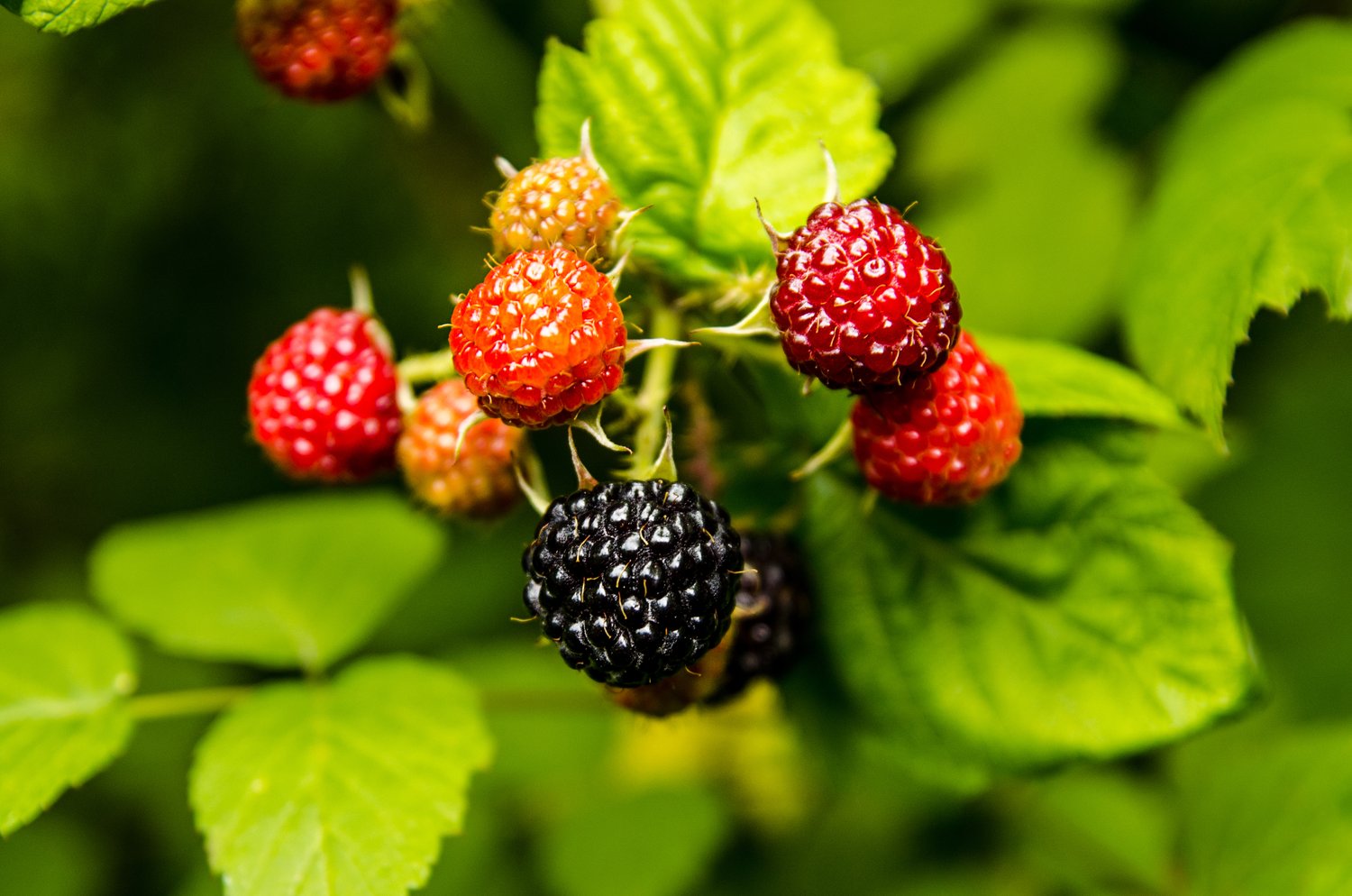 Rubus occidentalis 'Black Jewel'