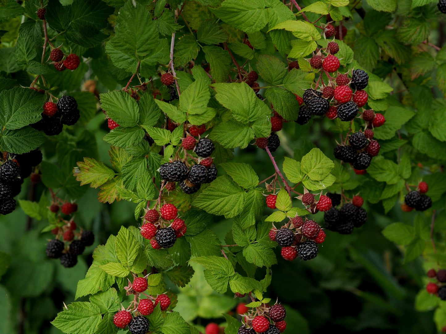 Rubus occidentalis 'Black Jewel'