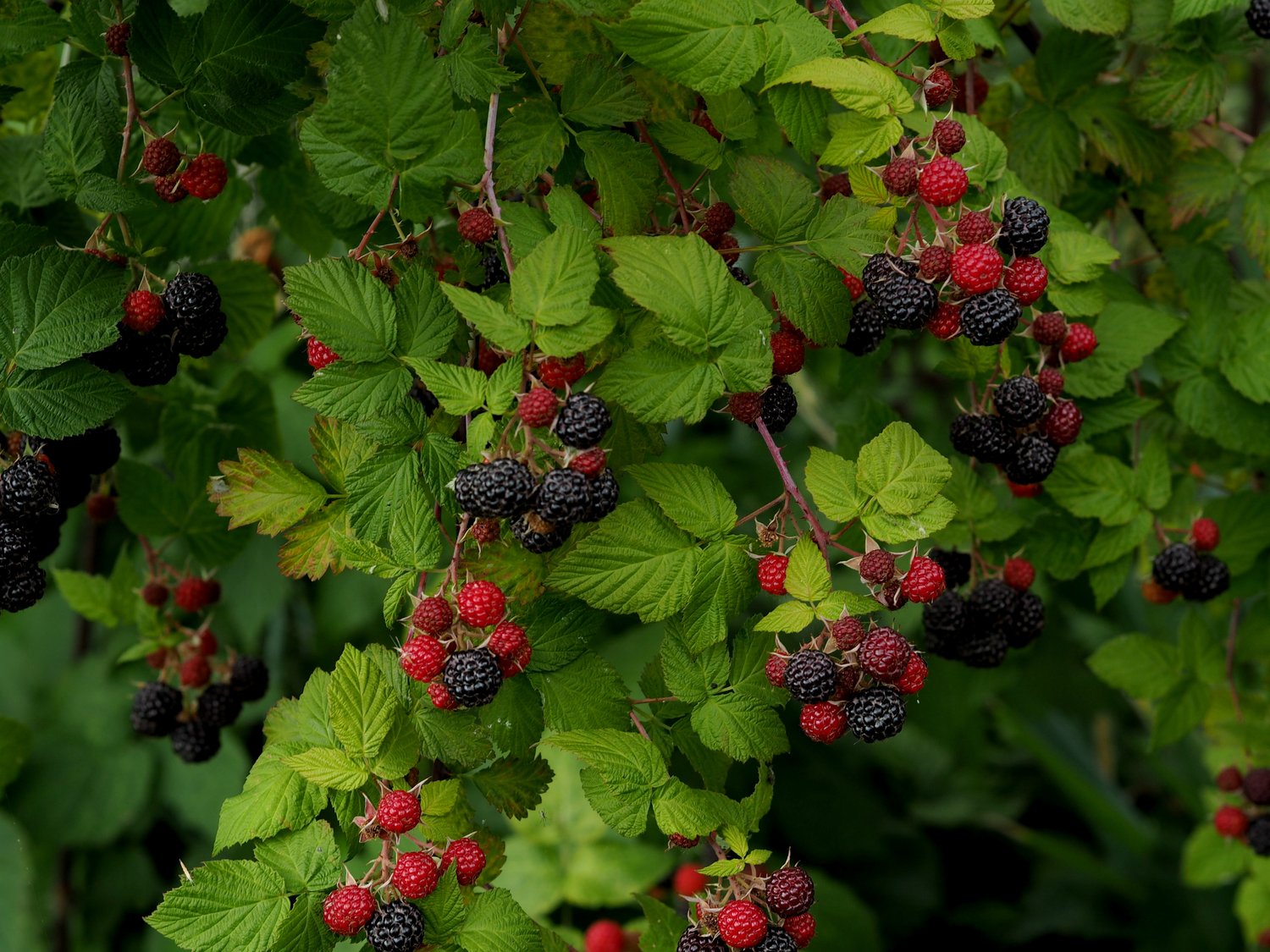 Rubus occidentalis 'Black Jewel'