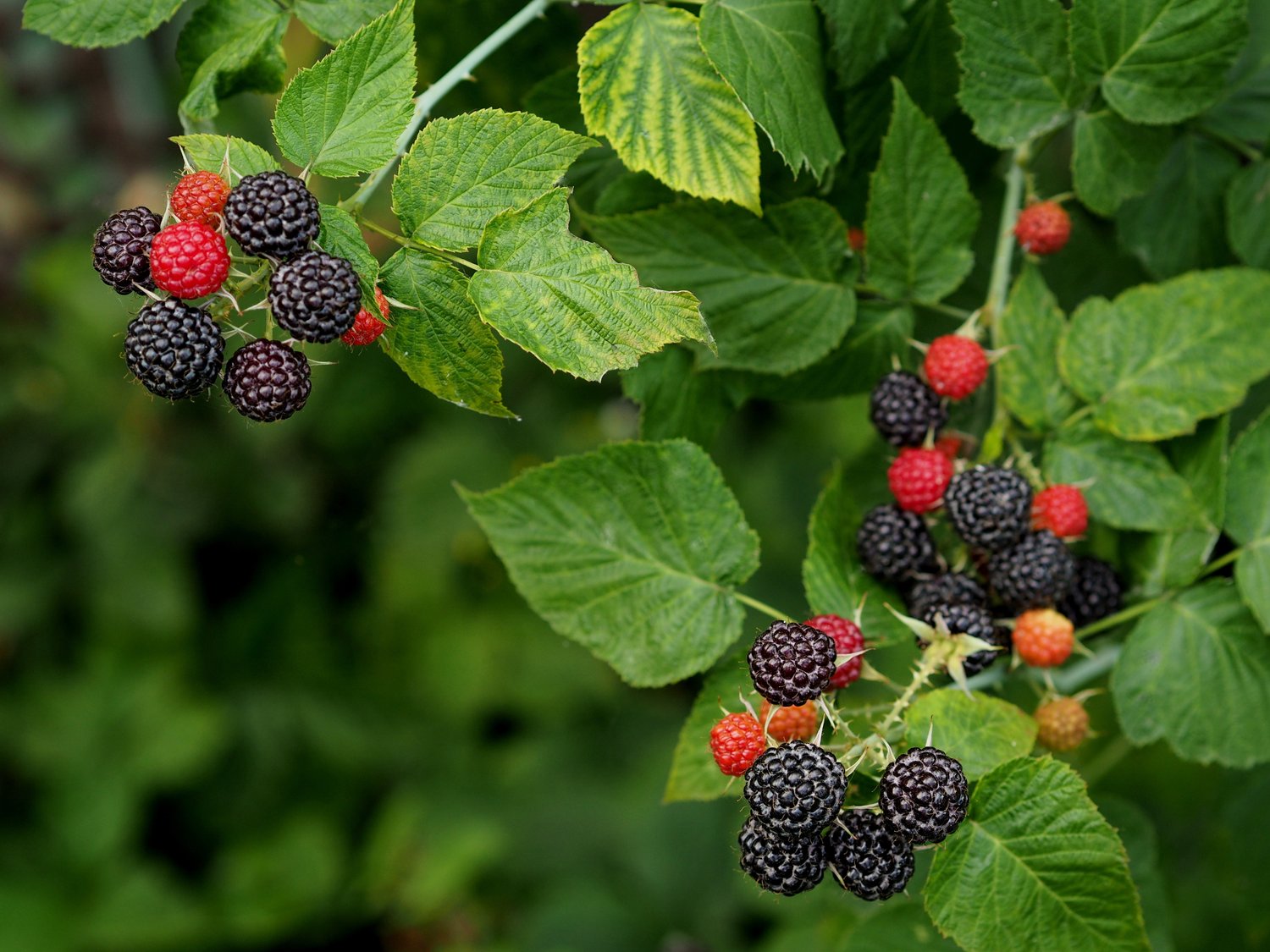 Rubus occidentalis 'Black Jewel'