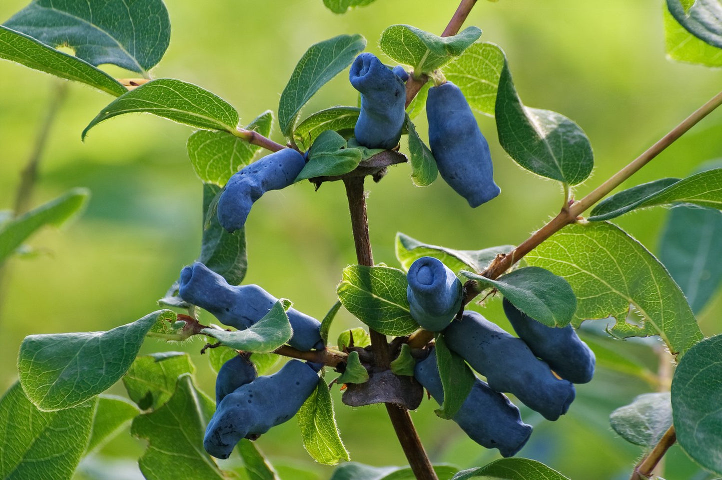 Lonicera caerulea var. kamtschatica 'Wojtek'