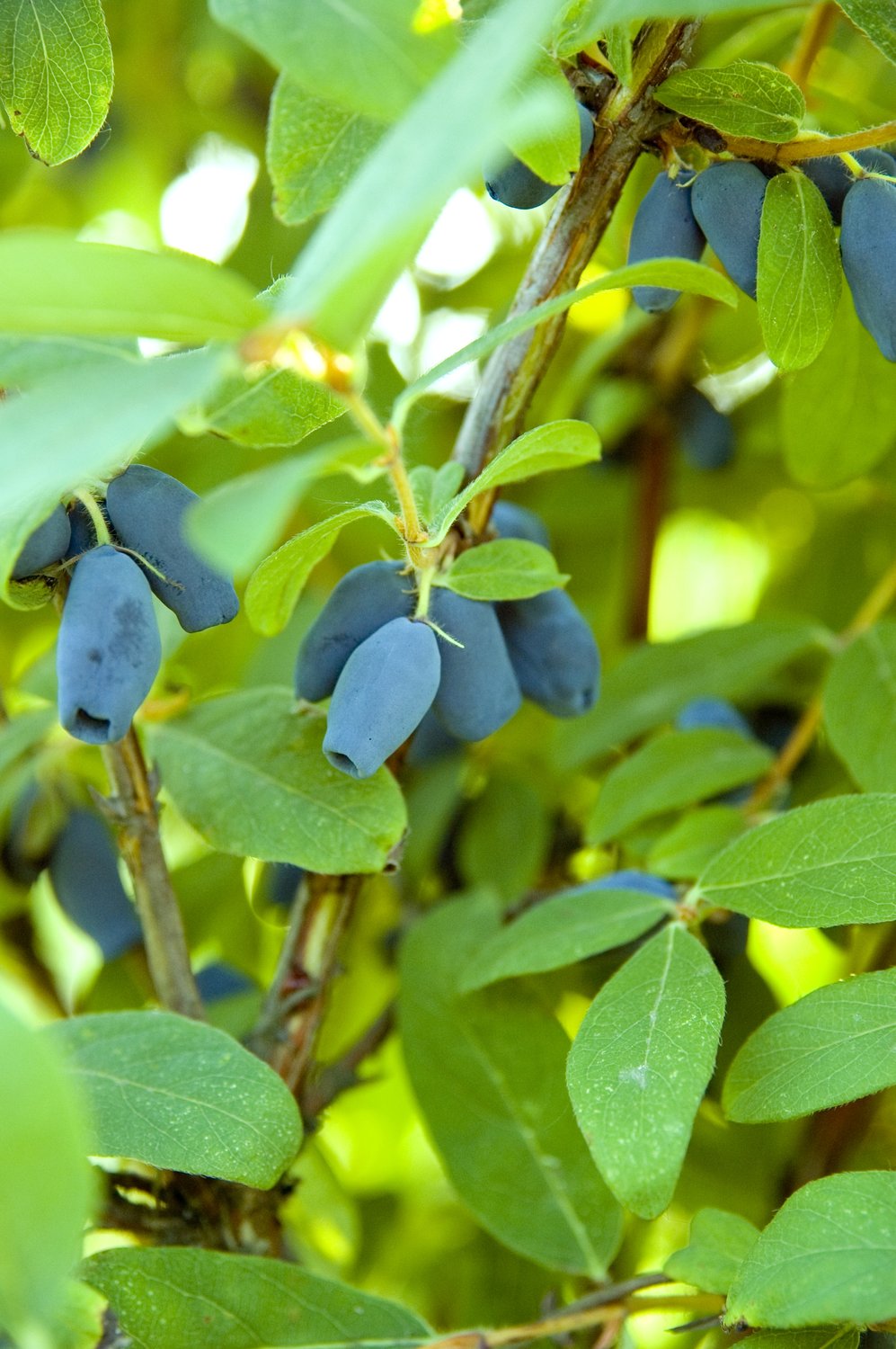 Lonicera caerulea var. kamtschatica 'Wojtek'