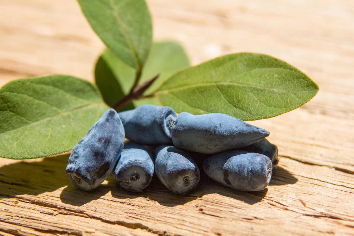 Lonicera caerulea var. kamtschatica 'Wojtek'