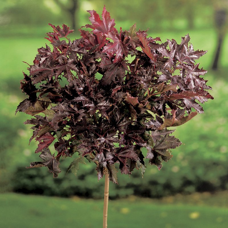 Acer platanoides 'Crimson Sentry', Sh 120