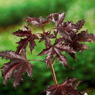 Acer platanoides 'Crimson Sentry', Sh 120