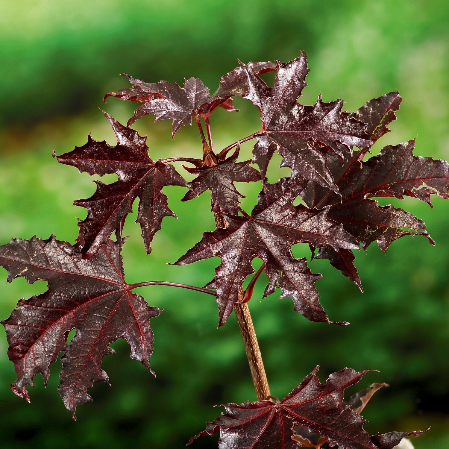 Acer platanoides 'Crimson Sentry', Sh 120