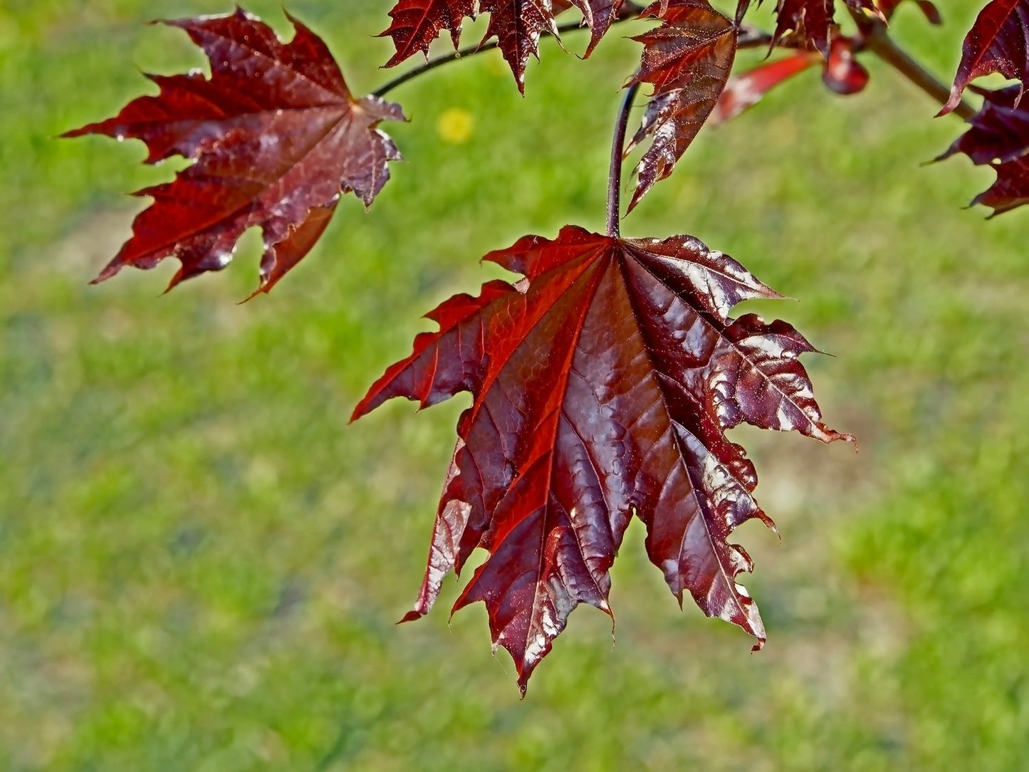 Acer platanoides 'Crimson Sentry', Sh 120