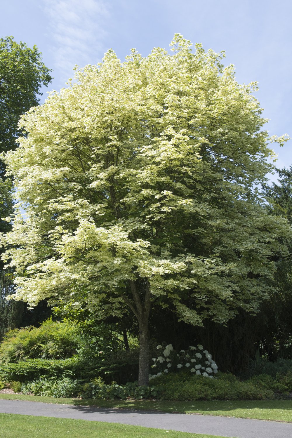 Acer platanoides 'Drummondii', Sh 120