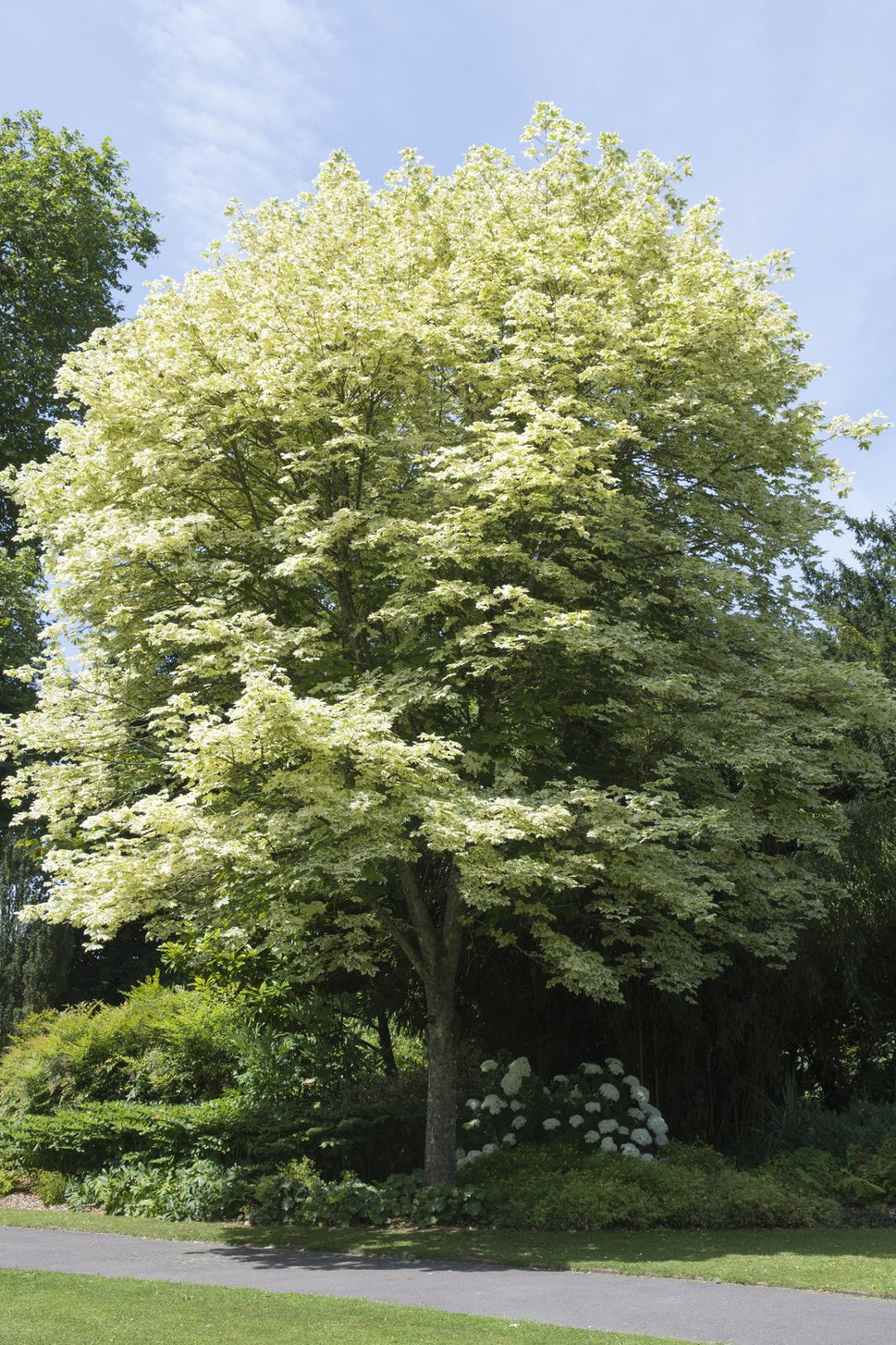 Acer platanoides 'Drummondii', Sh 120