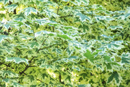 Acer platanoides 'Drummondii', Sh 120