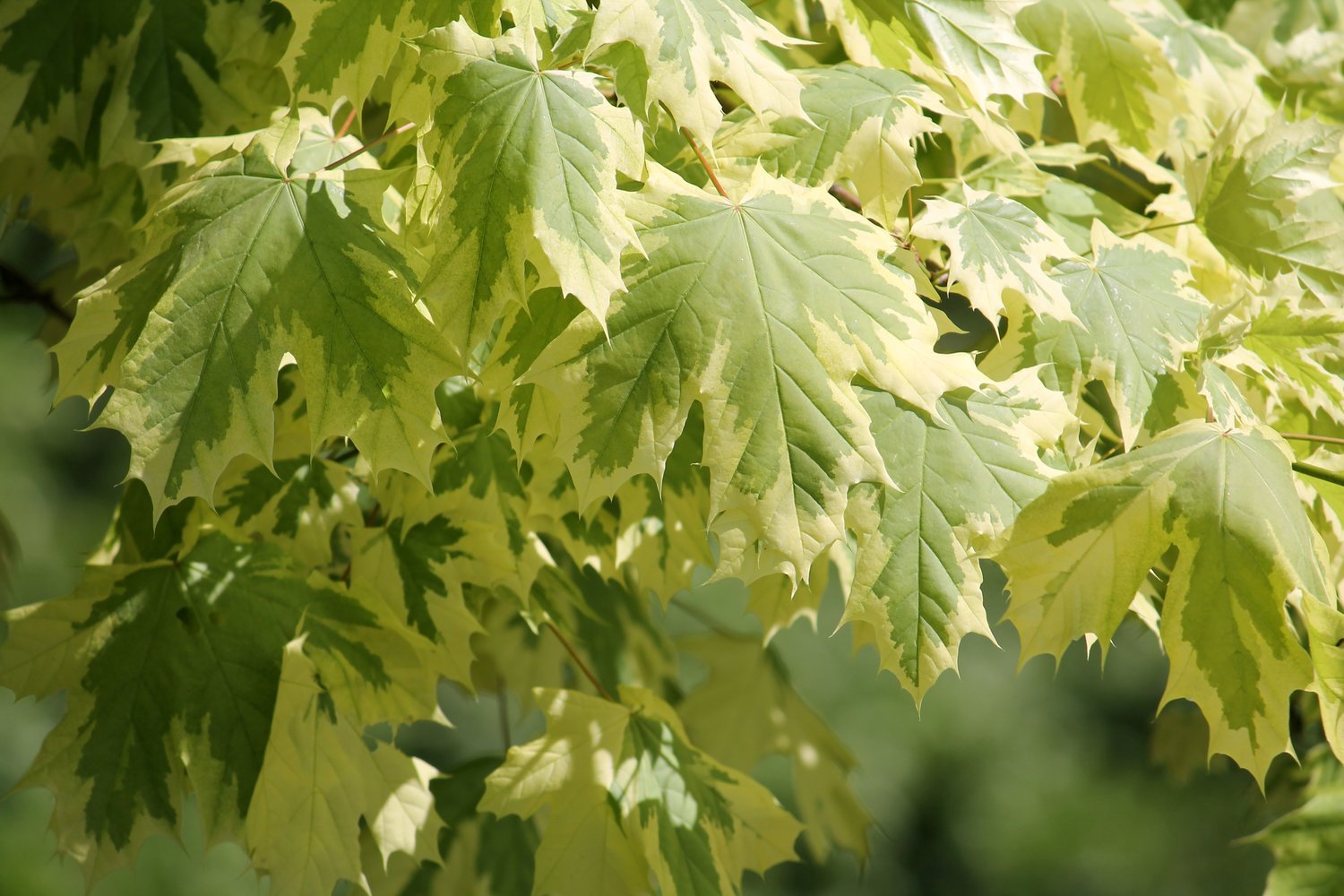 Acer platanoides 'Drummondii', Sh 120