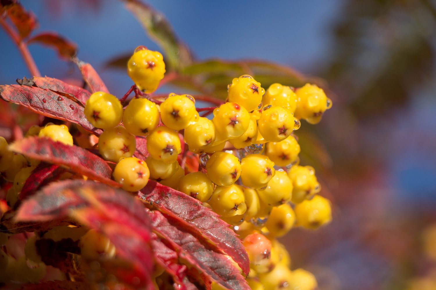 Sorbus Autumn Spire, Sh 120