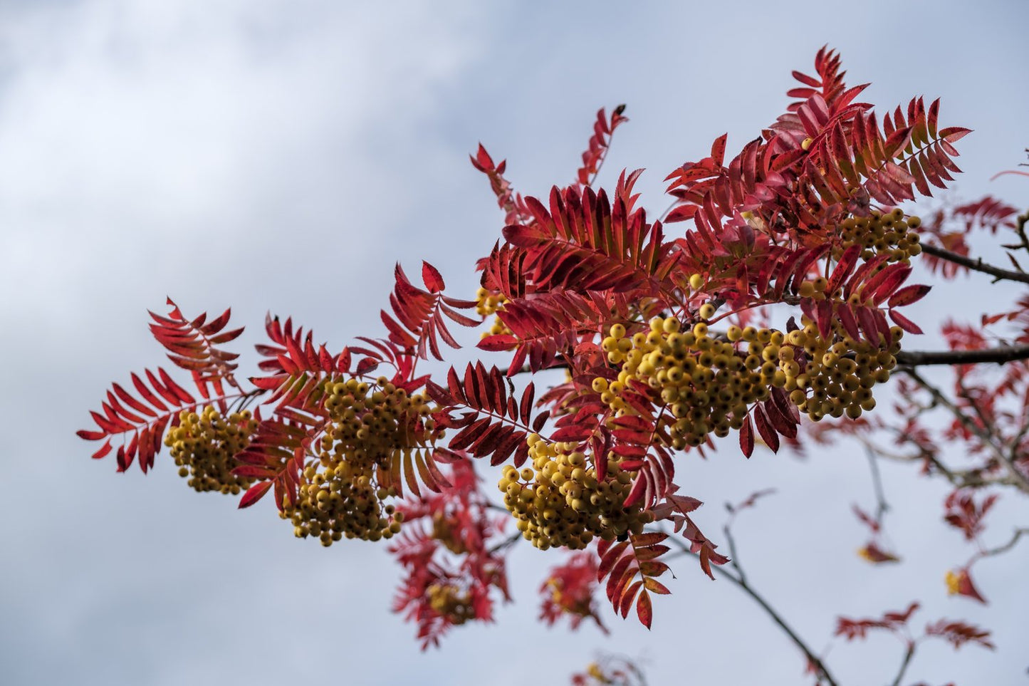Sorbus Autumn Spire, Sh 120