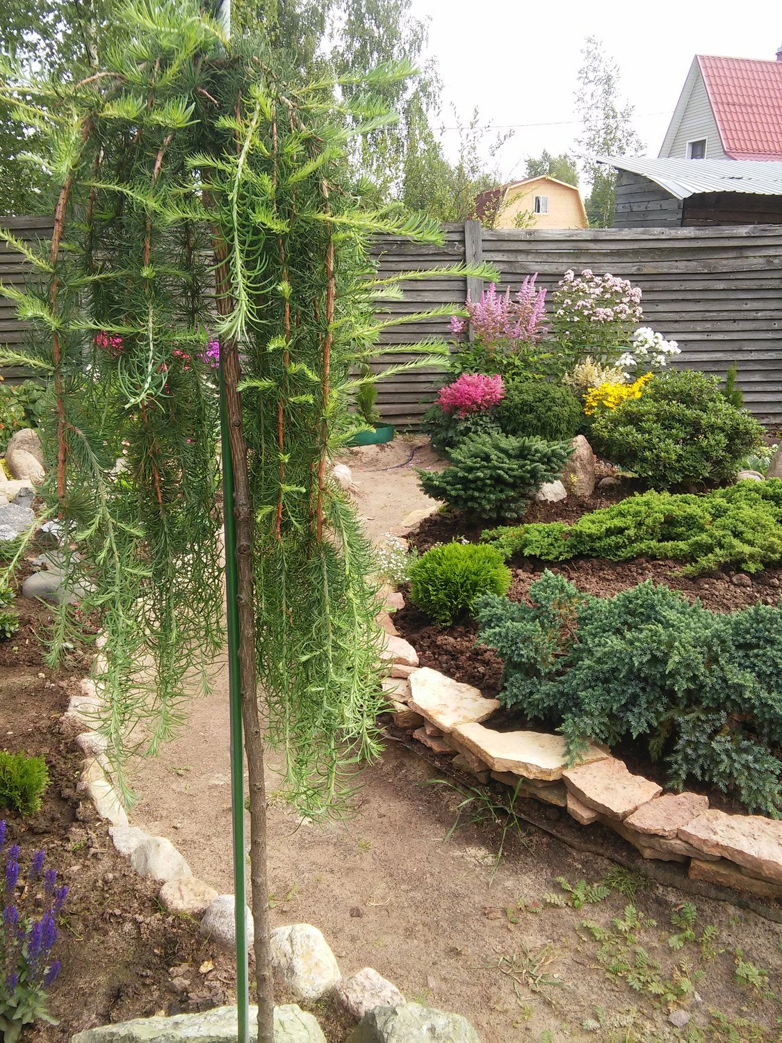 Larix kaempferi 'Stiff Weeper', Sh 120