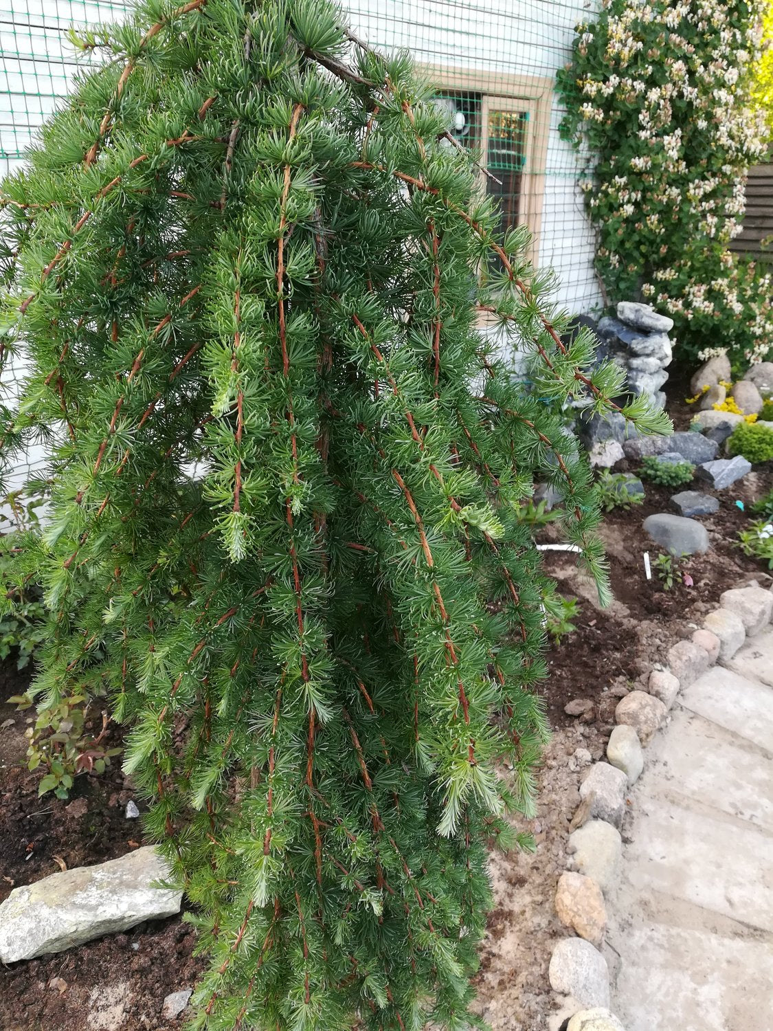 Larix kaempferi 'Stiff Weeper', Sh 120