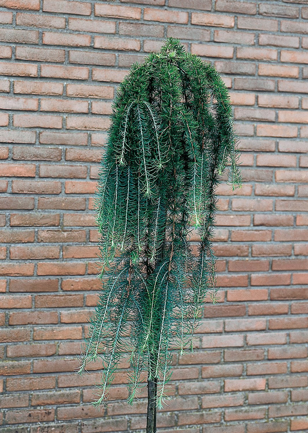 Larix kaempferi 'Stiff Weeper', Sh 120