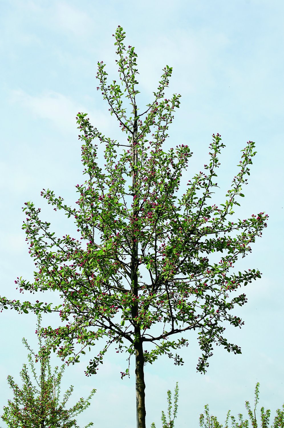 Malus 'Evereste', Sh 120