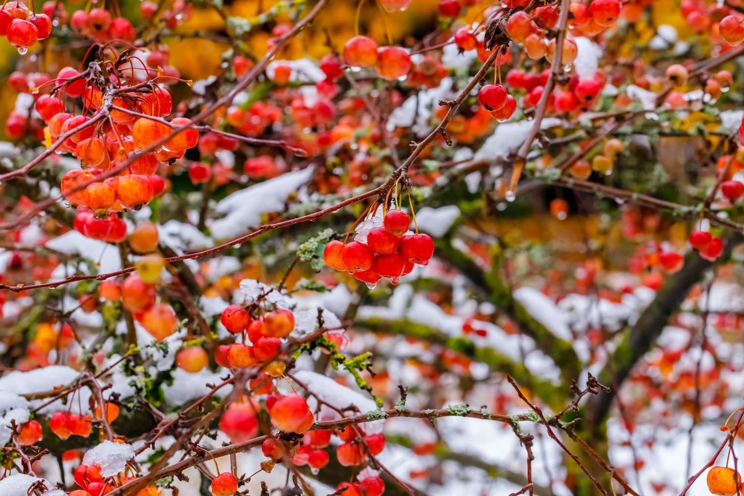 Malus 'Evereste', Sh 120