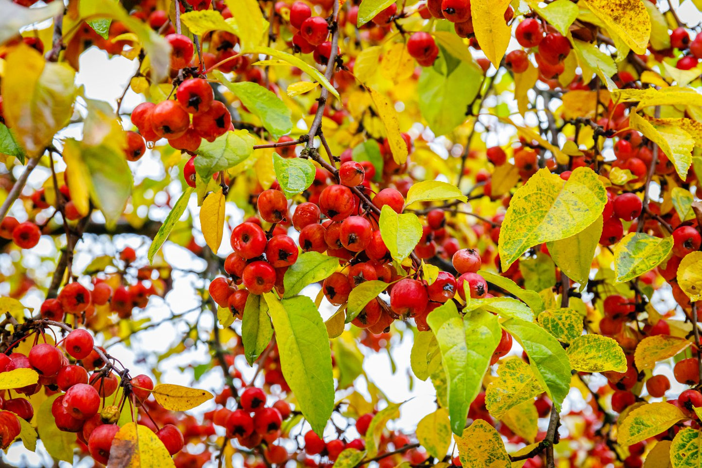 Malus 'Evereste', Sh 120