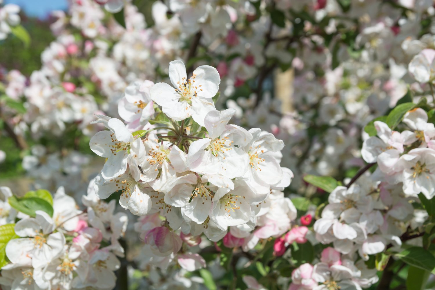 Malus 'Evereste', Sh 120