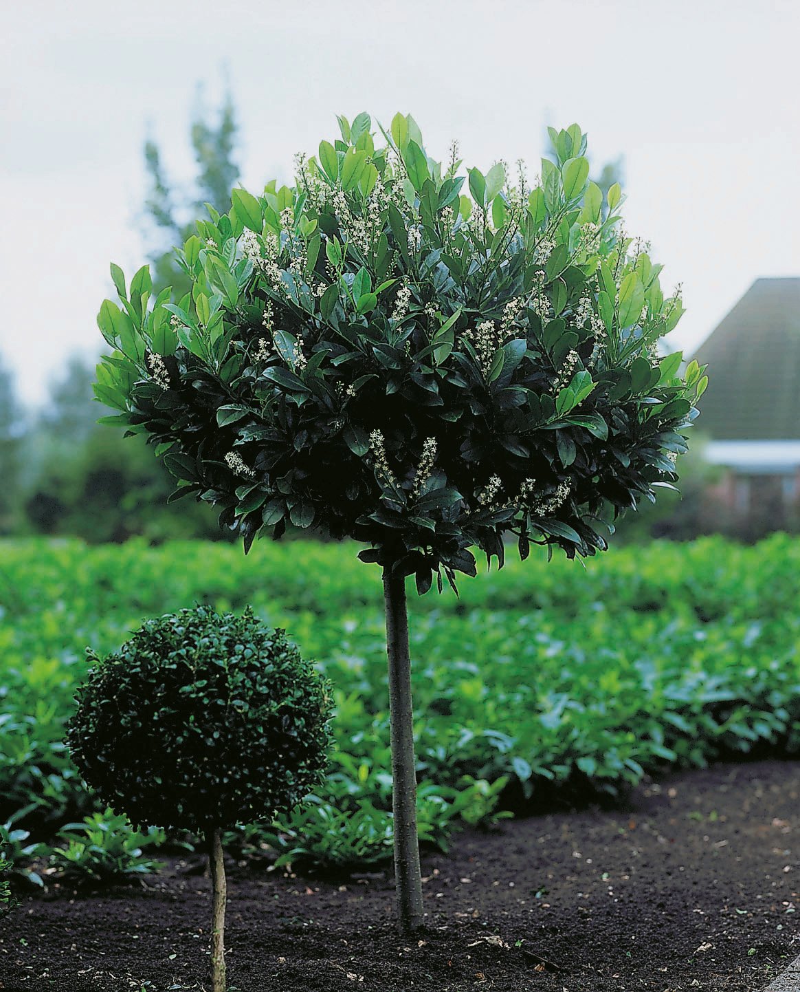 Prunus laurocerasus 'Mano', Sh 80-100