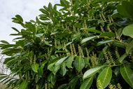 Prunus laurocerasus 'Mano', Sh 80-100
