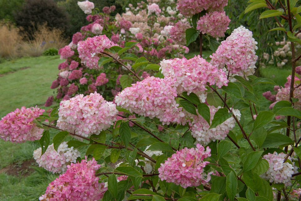 Hydrangea paniculata Vanille-Fraise, Sh 80-100