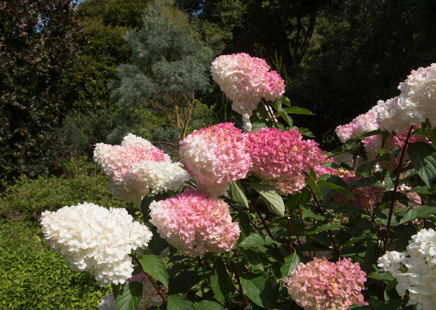 Hydrangea paniculata Vanille-Fraise, Sh 80-100