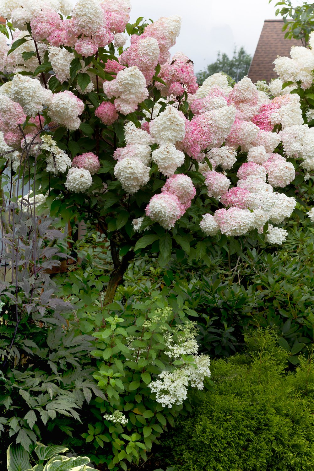 Hydrangea paniculata Vanille-Fraise, Sh 80-100