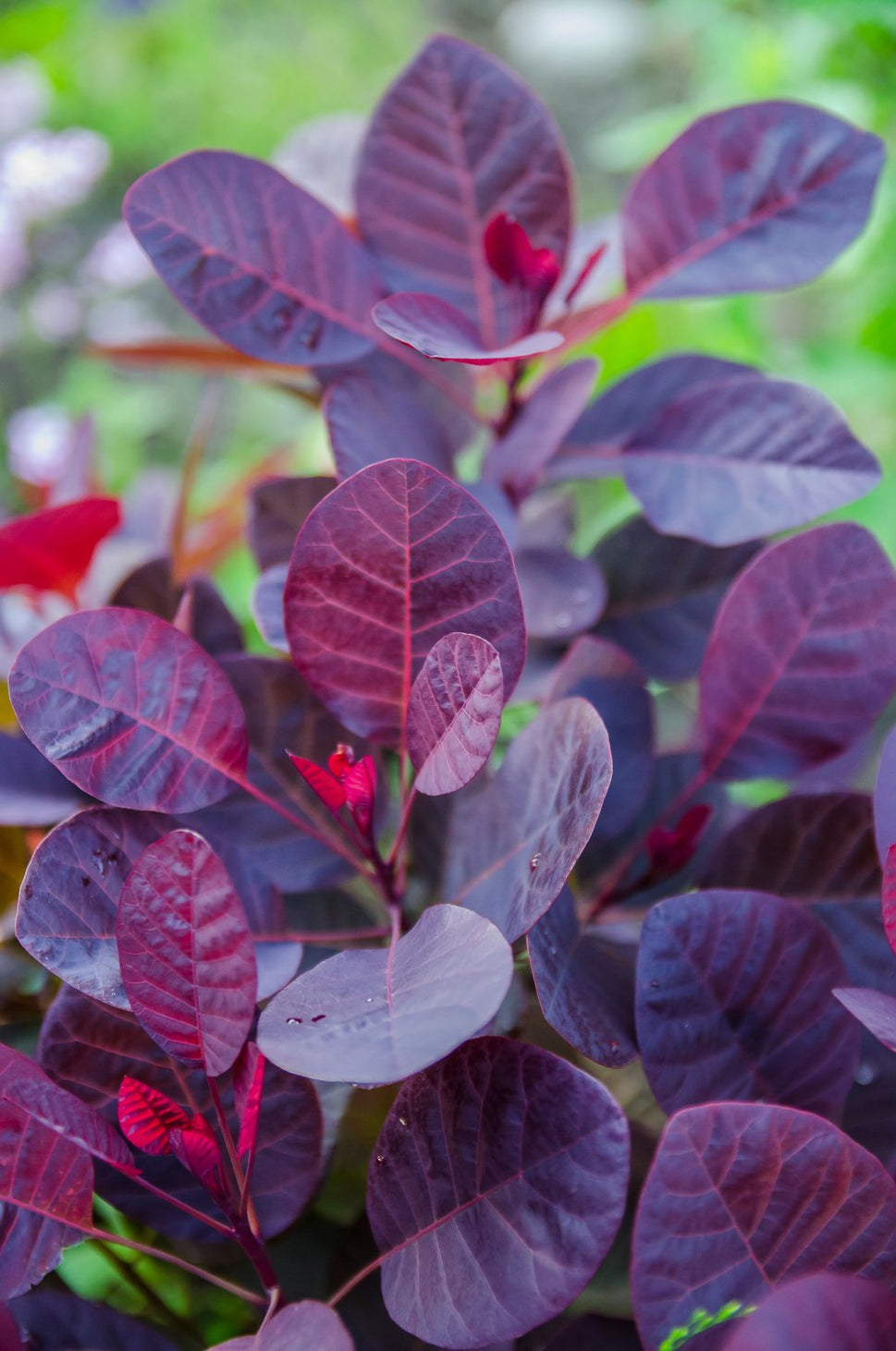 Cotinus coggygria 'Royal Purple', Sh 80