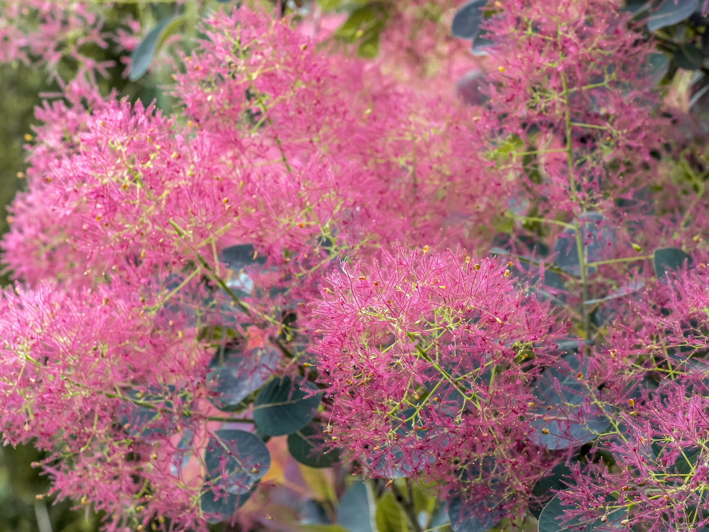 Cotinus coggygria 'Royal Purple', Sh 80