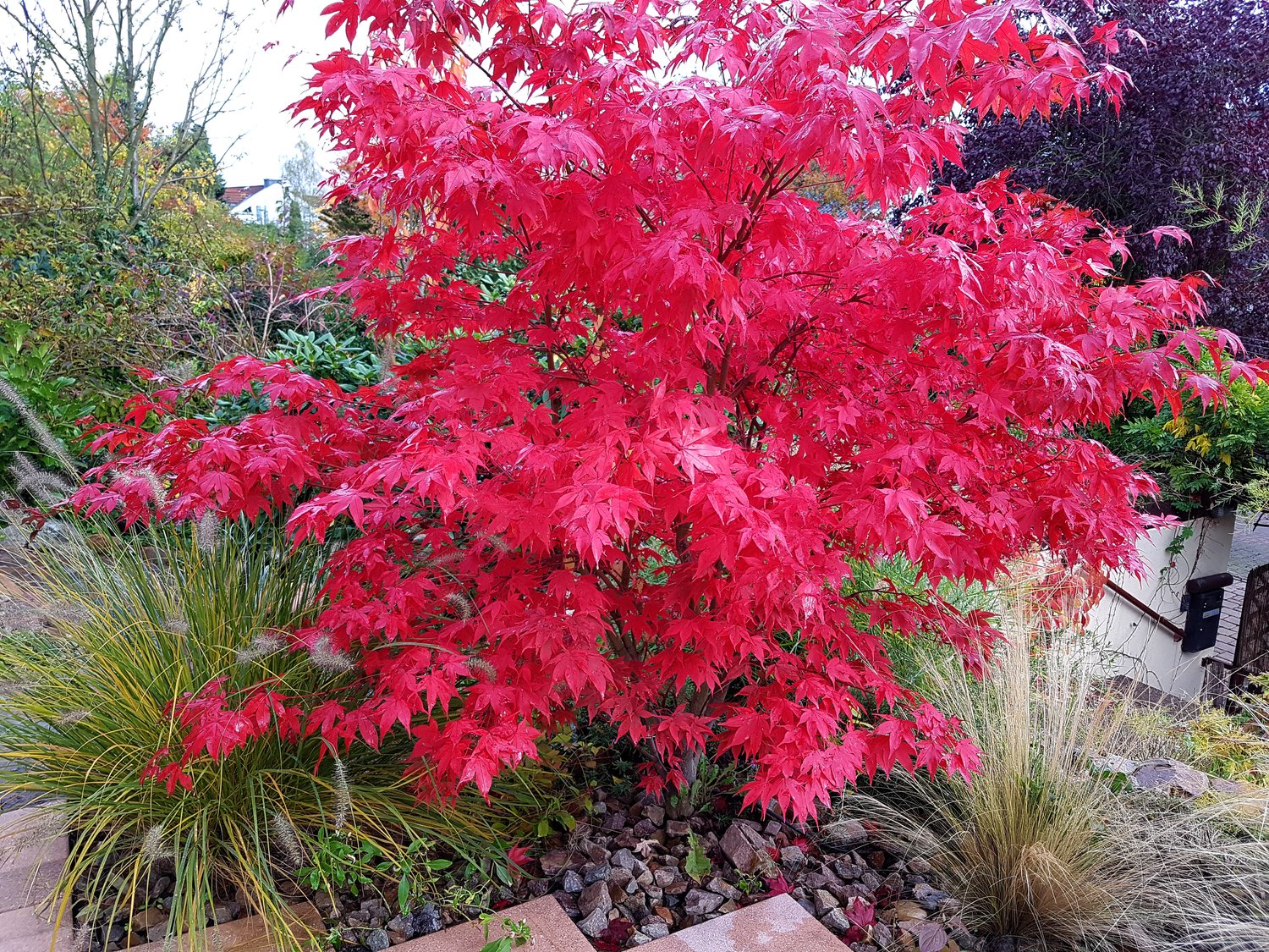 Acer palmatum 'Osakazuki', sol 100-125 cm, co/kl