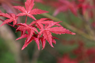 Acer palmatum 'Osakazuki', sol 100-125 cm, co/kl
