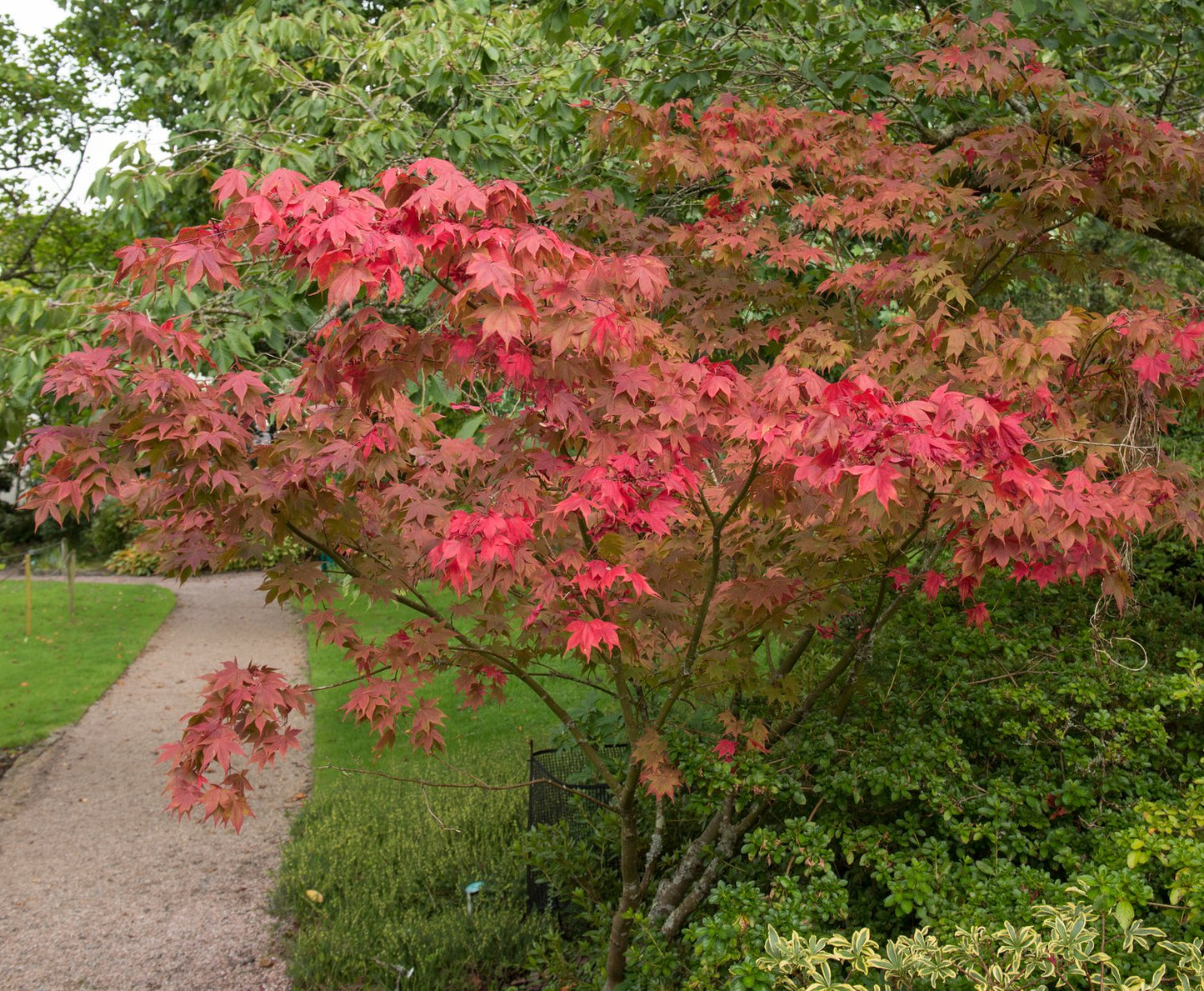 Acer palmatum 'Osakazuki', sol 100-125 cm, co/kl