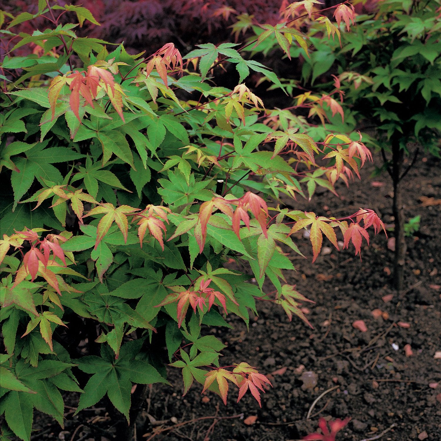 Acer palmatum 'Osakazuki', sol 100-125 cm, co/kl