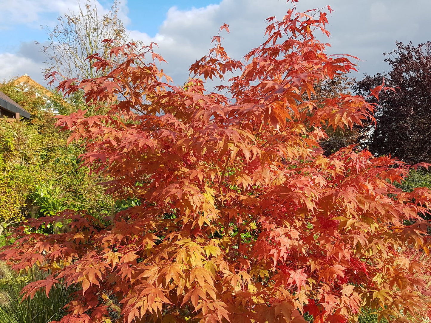 Acer palmatum 'Osakazuki', sol 100-125 cm, co/kl