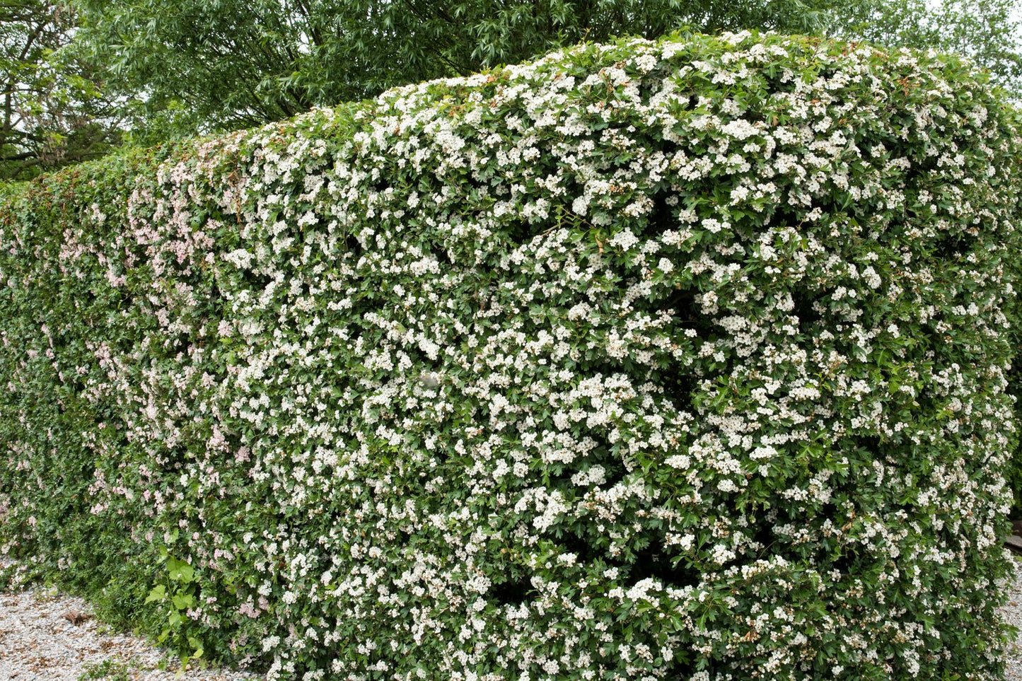 Crataegus monogyna, 50-80 cm