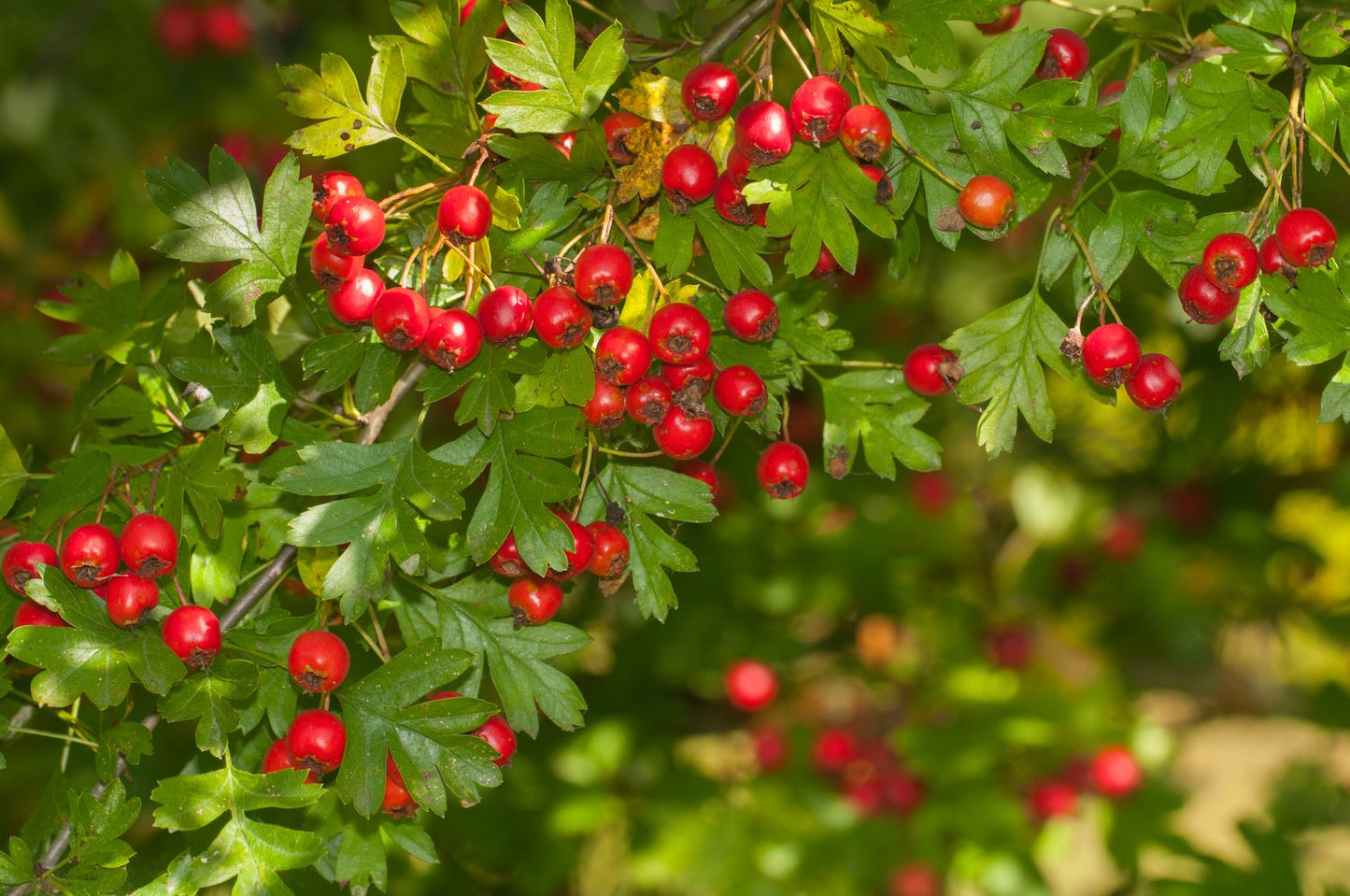 Crataegus monogyna, 50-80 cm