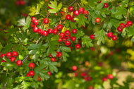 Crataegus monogyna, 50-80 cm