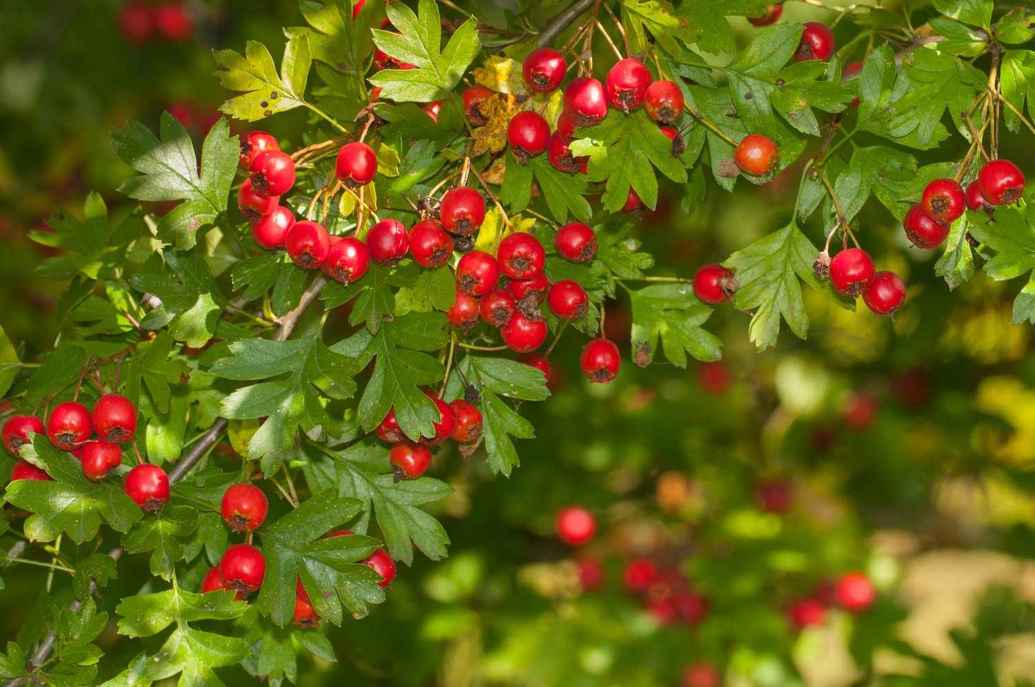 Crataegus monogyna, 50-80 cm