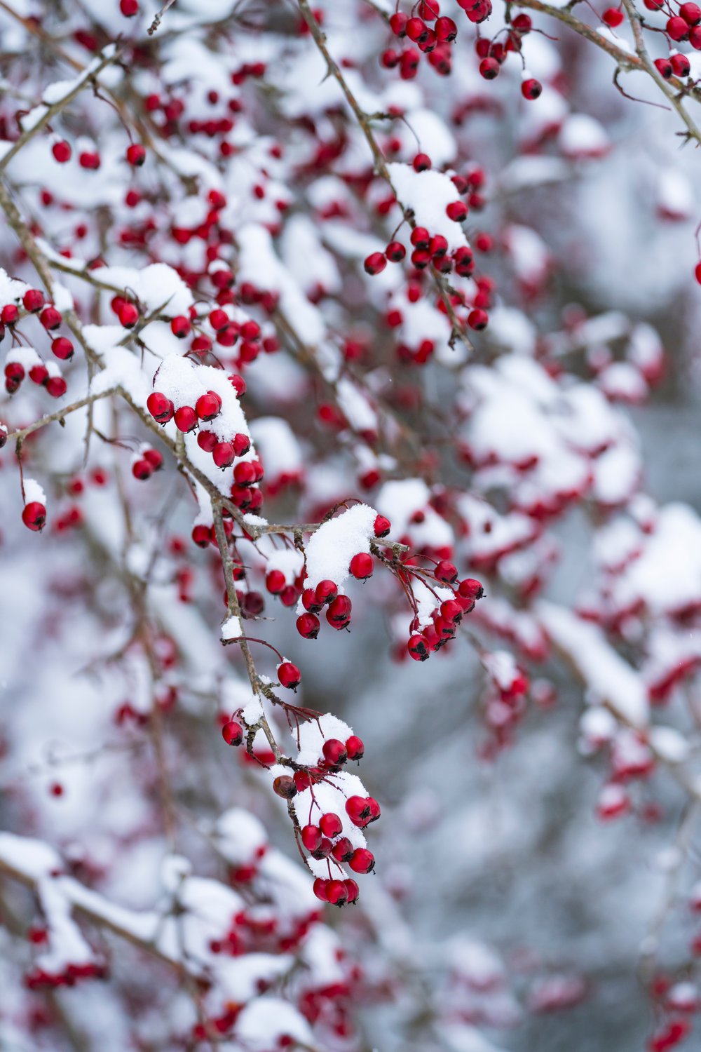 Crataegus monogyna, 50-80 cm