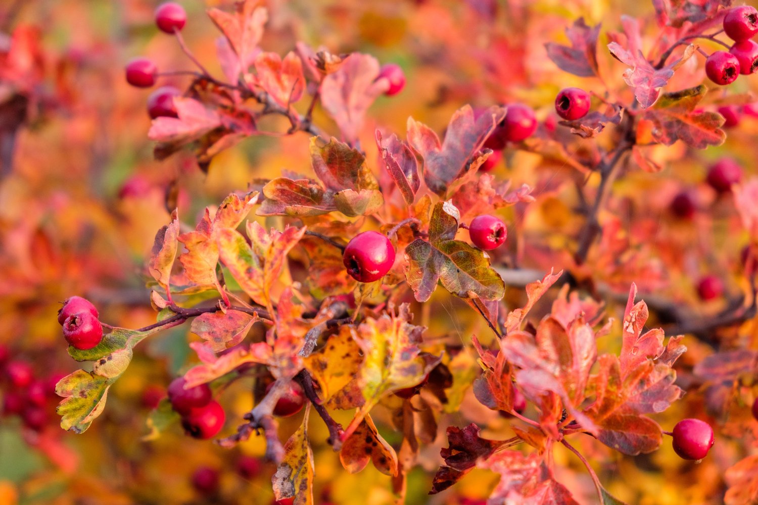 Crataegus monogyna, 50-80 cm